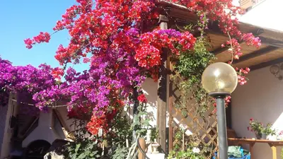 Giardino di Angolo Verde