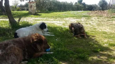 Ospiti di Orange Ville con animali domestici