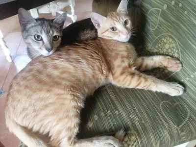 Ospiti di Orange Ville con animali domestici
