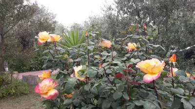 Giardino di Casa Vacanza Gaia Relax Pula