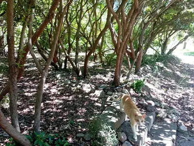 Giardino di Sa Stella E Monti