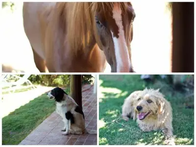 Altri animali domestici presso l'affittacamere o nei dintorni