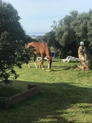 Altri animali domestici presso l'affittacamere o nei dintorni