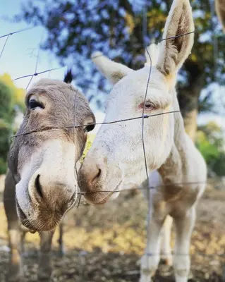 Altri animali domestici presso l'agriturismo o nei dintorni