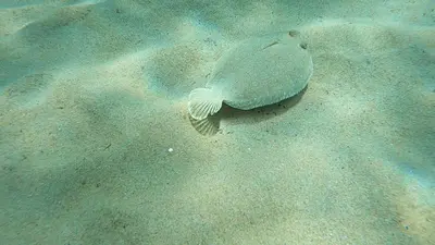 Altri animali domestici presso l'appartamento o nei dintorni