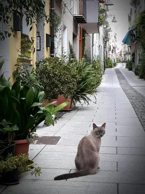 Ospiti di Via San Giacomo 10 con animali domestici
