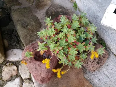 Giardino di Casa museo 