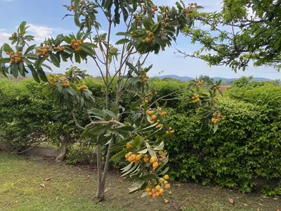 Paesaggio naturale nelle vicinanze della villa