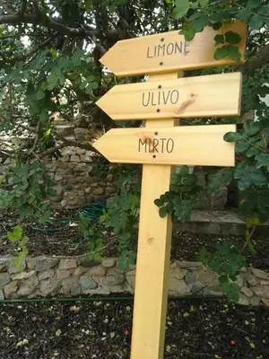 Planimetria di Ulivo