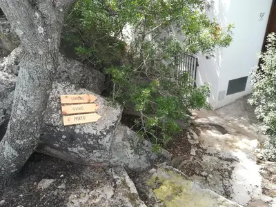 Planimetria di Limone