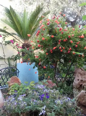 Giardino di Locazioni Brevi La RosaViola GUEST ROOMS