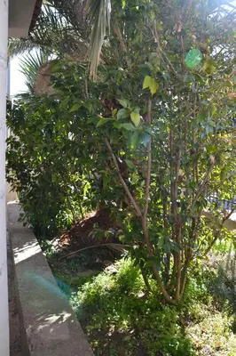 Giardino di Zia Peppina