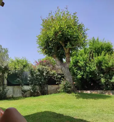 Giardino di Sa Domixedda