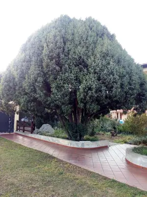 Giardino di B&B Il melograno