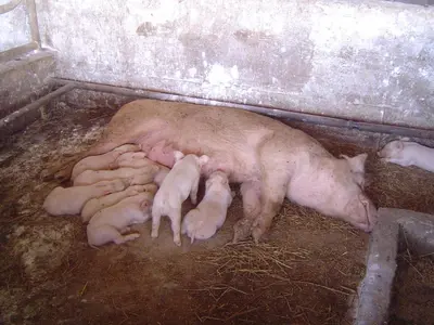 Altri animali domestici presso l'agriturismo o nei dintorni