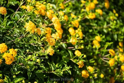 Giardino di Nonna Defenza