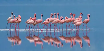 Altri animali domestici presso l'affittacamere o nei dintorni
