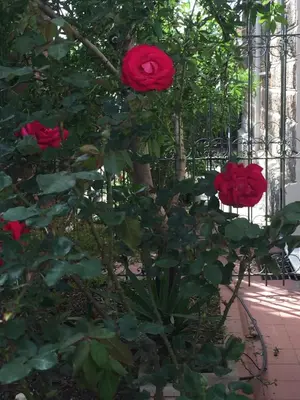 Giardino di Villa Serra B&B iun E6769