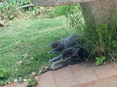 Ospiti di Casa al Mare con Giardino Privato con animali domestici