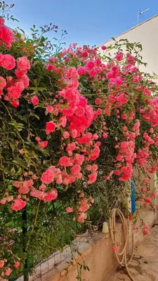 Giardino di 4 stagioni