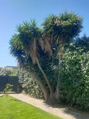 Giardino di B&B La Dolce Vita