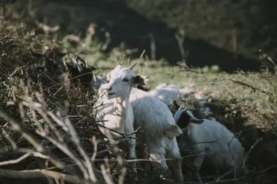 Altri animali domestici presso l'agriturismo o nei dintorni