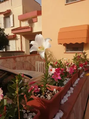 Balcone o terrazza di Domomea