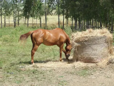 Altri animali domestici presso l'agriturismo o nei dintorni