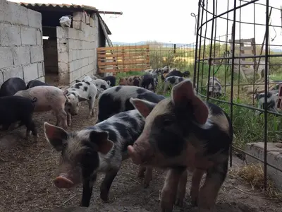 Altri animali domestici presso l'agriturismo o nei dintorni