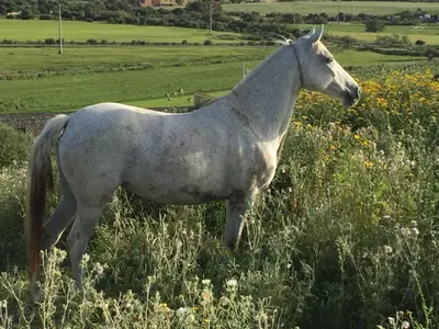 Altri animali domestici presso l'agriturismo o nei dintorni