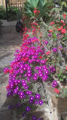 Giardino di Bed and Breakfast Su Niu