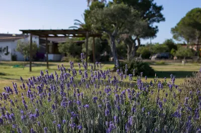 Giardino di Residence Sa Pintadera