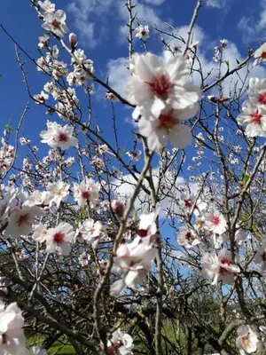 Planimetria di B&B S'ARROSA ANTIGA