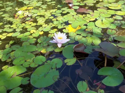 Giardino di Il Vecchioliveto di Ornella