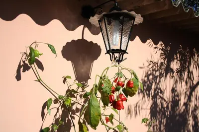 Giardino di La Casa di Sara