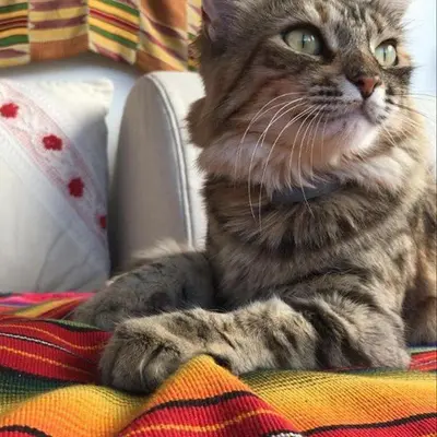 Ospiti di sa ribera con animali domestici
