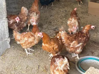 Altri animali domestici presso l'appartamento o nei dintorni