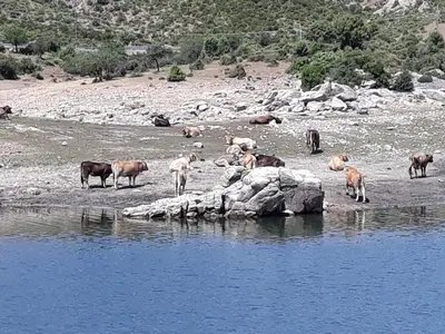 Altri animali domestici presso l'appartamento o nei dintorni