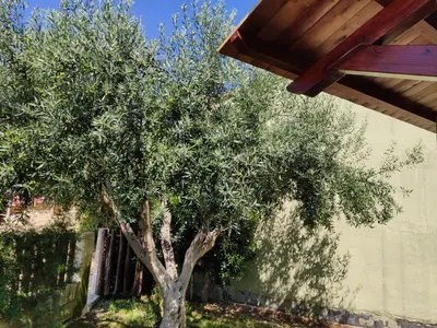 Giardino di Villa Cruccuris