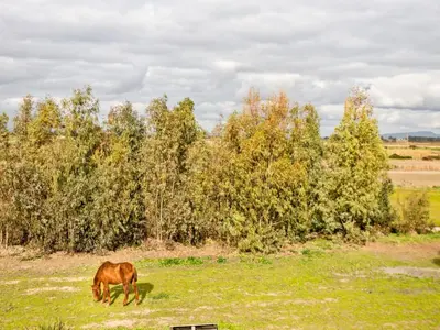 Altri animali domestici presso la casa vacanze o nei dintorni