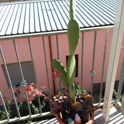 Giardino di Casa vacanze Antonella Pula a 750mt dal centro.