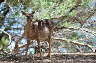 Altri animali domestici presso il resort o nei dintorni