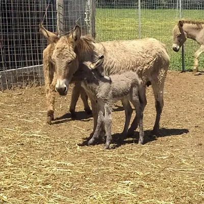 Altri animali domestici presso l'agriturismo o nei dintorni