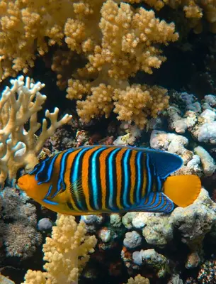 Altri animali domestici presso il bed & breakfast o nei dintorni