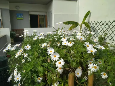 Giardino di Appartamento Margherita