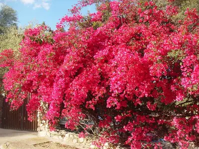 Giardino di Villa Palmizi mt300 from beach Calasinzias