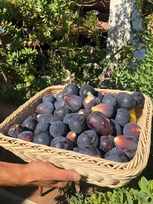 Planimetria di Agriturismo Is Cortillaris