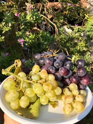 Cibo presso l'agriturismo o nelle vicinanze