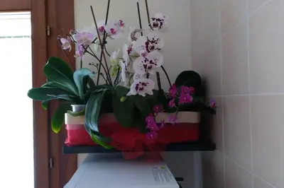 Planimetria di CASA ORCHIDEA (Cod. IUN P9071)