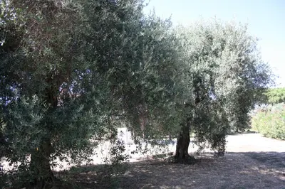 Giardino di Casa L' Antico Ulivo
